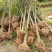 占地桂花树直径10/12/15公分量大优惠，基地直销