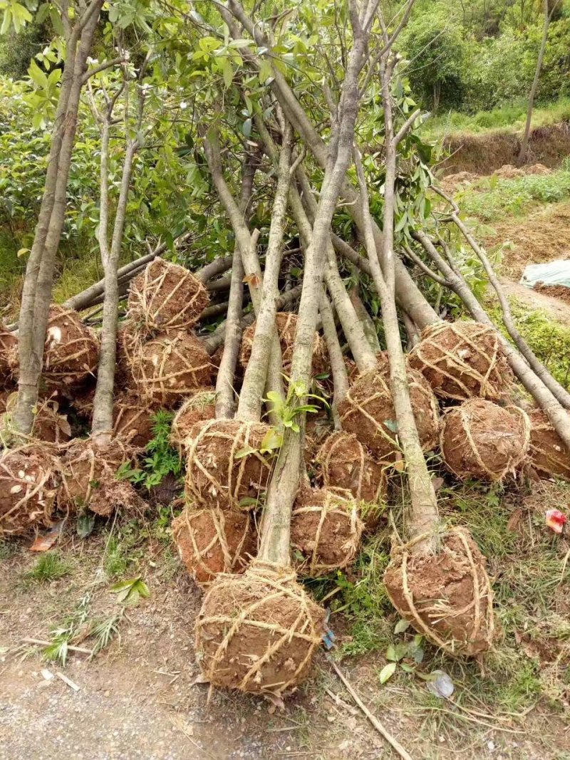 占地桂花树直径10/12/15公分量大优惠，基地直销