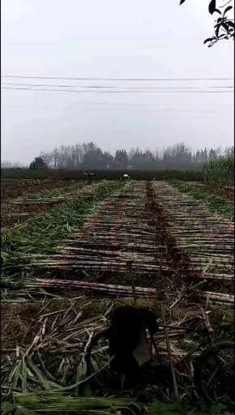 青皮白玉甘蔗，大量供应生产基地，提供返程车