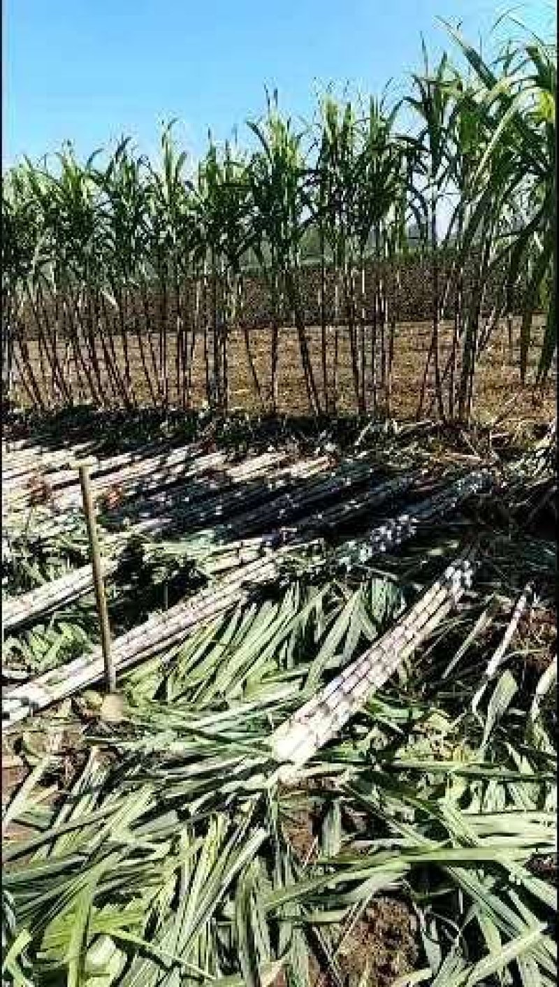 青皮白玉甘蔗，大量供应生产基地，提供返程车