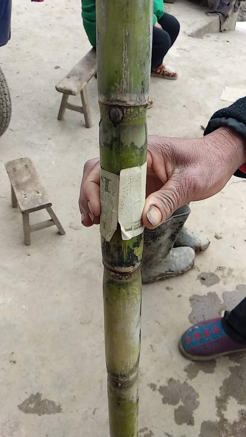 青皮白玉甘蔗，大量供应生产基地，提供返程车