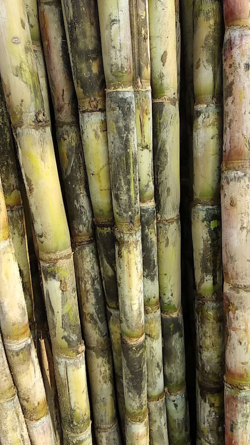 青皮白玉甘蔗，大量供应生产基地，提供返程车