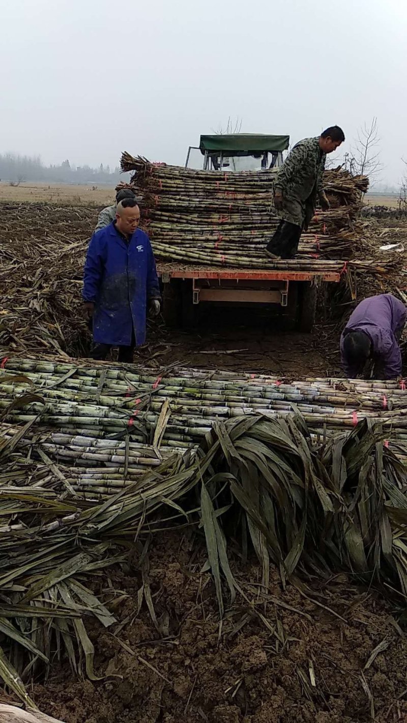 青皮白玉甘蔗，大量供应生产基地，提供返程车