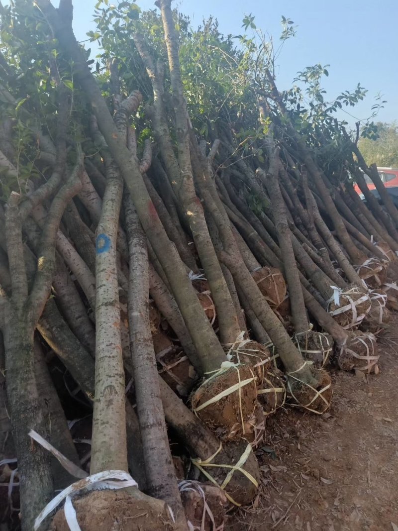 占地桂花树直径10/12/15公分量大优惠，基地直销