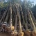 占地桂花树直径10/12/15公分量大优惠，基地直销