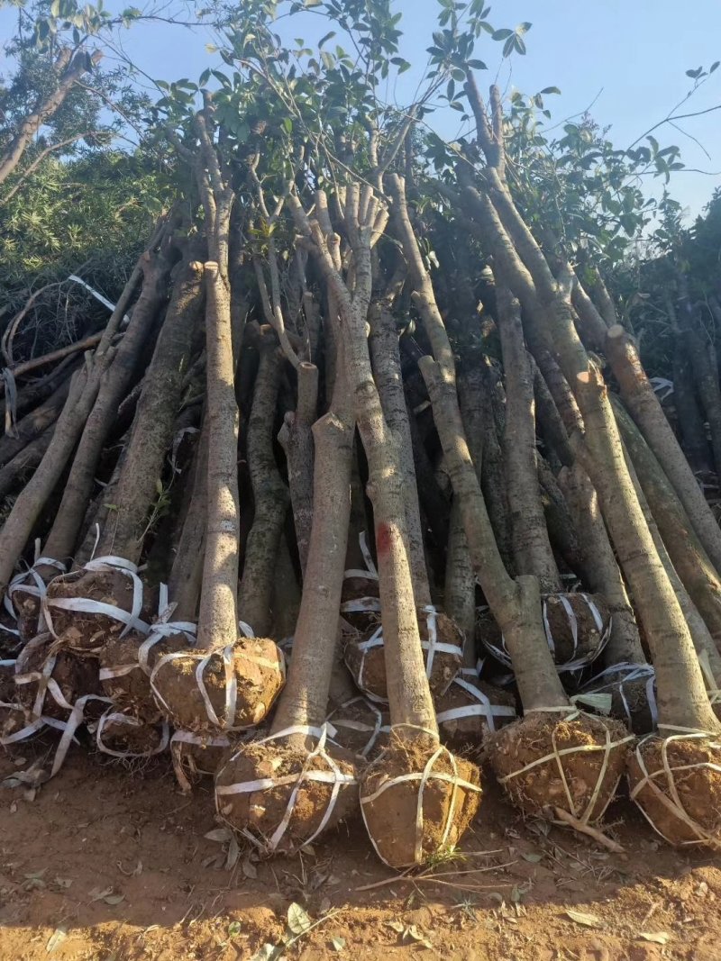 占地桂花树直径10/12/15公分量大优惠，基地直销