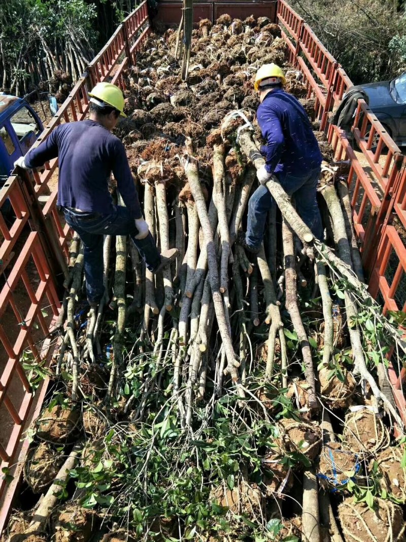 占地桂花树直径10/12/15公分量大优惠，基地直销