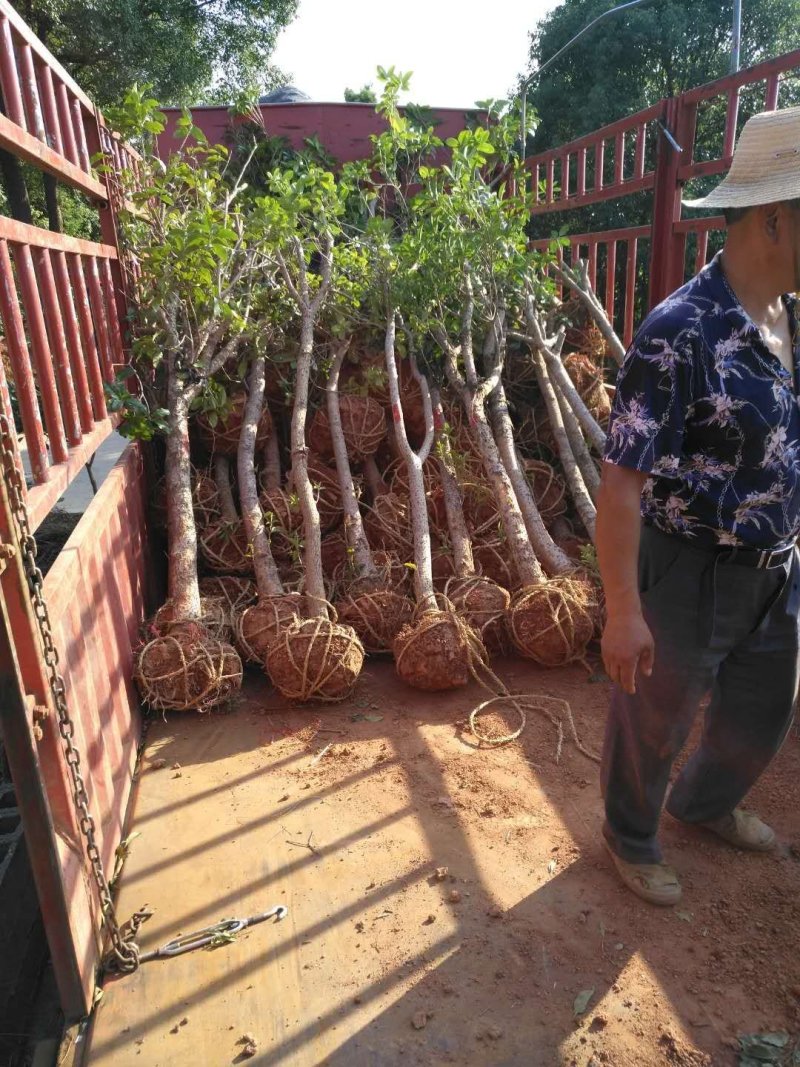 占地桂花树直径10/12/15公分量大优惠，基地直销