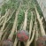 占地桂花树直径10/12/15公分量大优惠，基地直销
