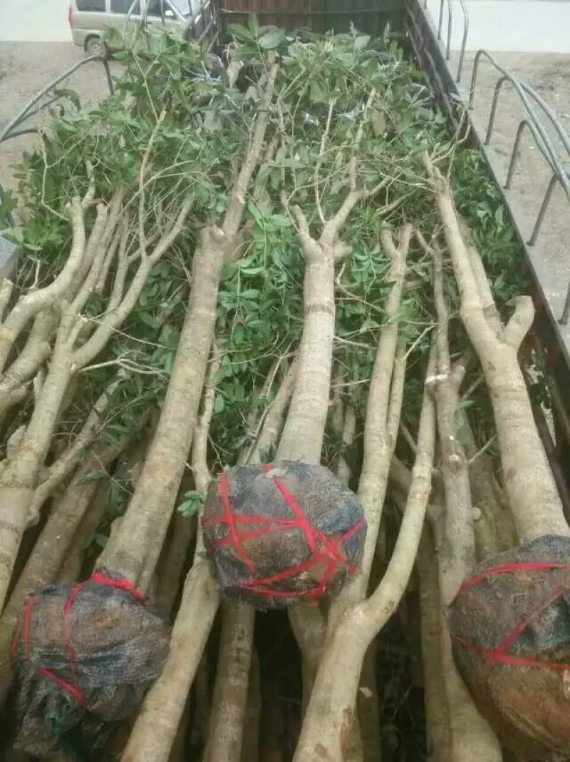 占地桂花树直径10/12/15公分量大优惠，基地直销