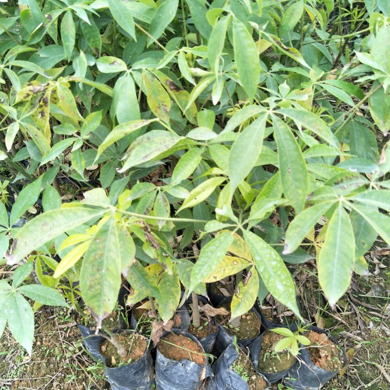 美丽异木棉种苗基地直供绿化苗木支持一件代发