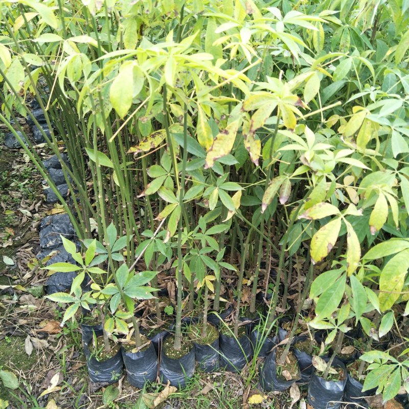美丽异木棉种苗基地直供绿化苗木支持一件代发