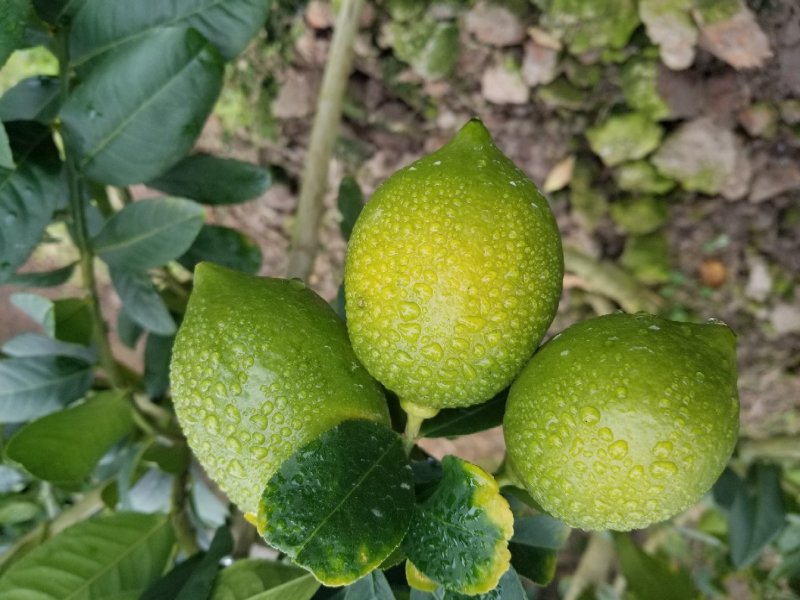 香水柠檬广西产地5年老树