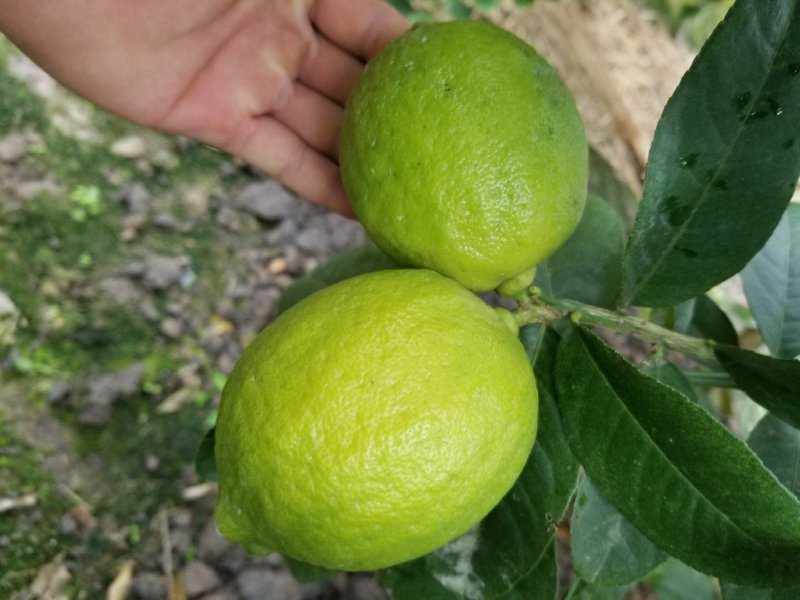 香水柠檬广西产地5年老树