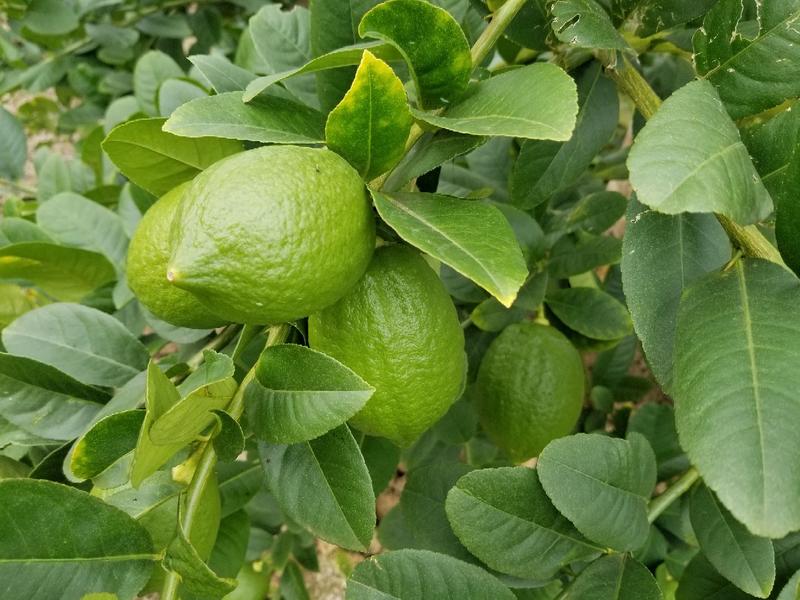 香水柠檬广西产地5年老树