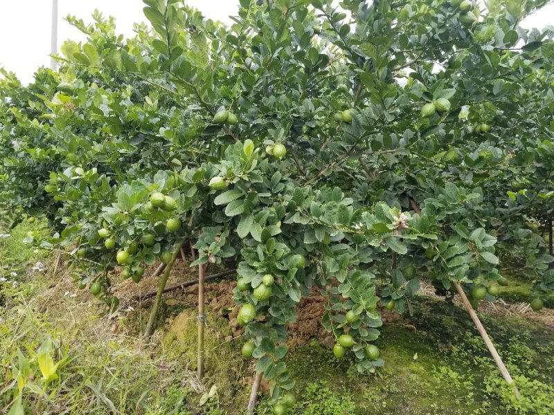 香水柠檬广西产地5年老树