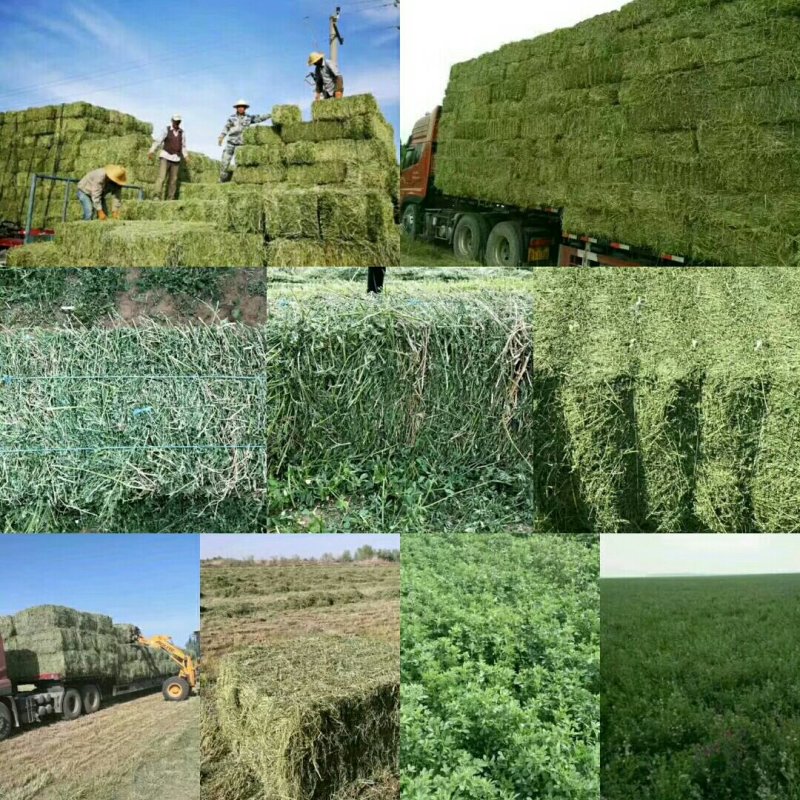 小捆苜蓿草甘肃玉门苜蓿草种植基地蛋白18-22之间，