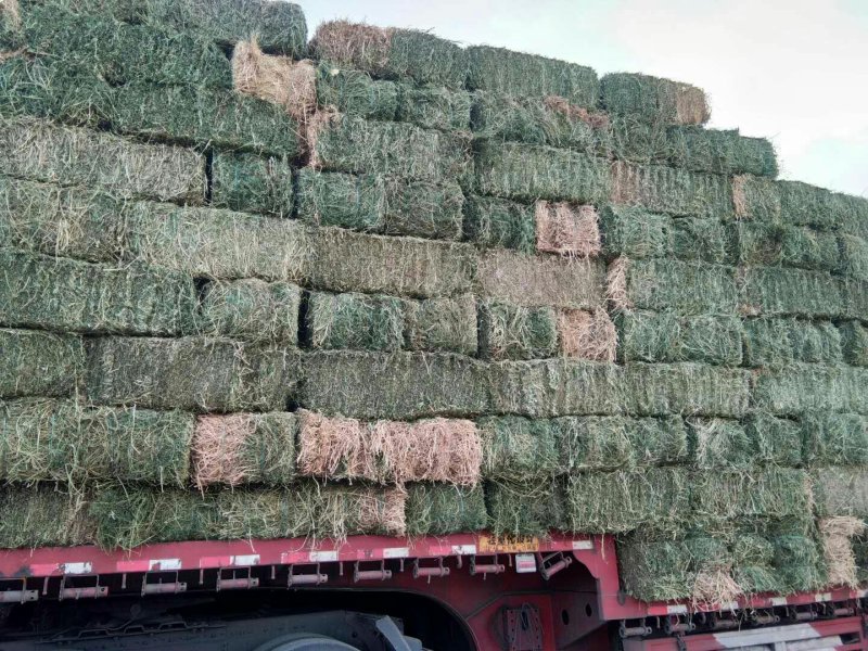 小捆苜蓿草甘肃玉门苜蓿草种植基地蛋白18-22之间，