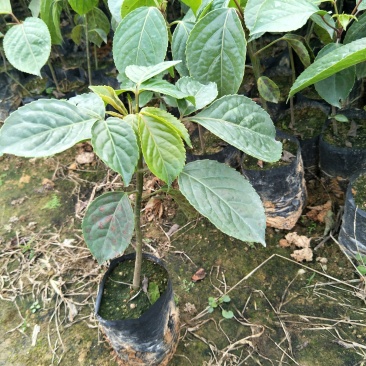 秋枫种苗基地直供绿化苗木量大从优支持一件代发