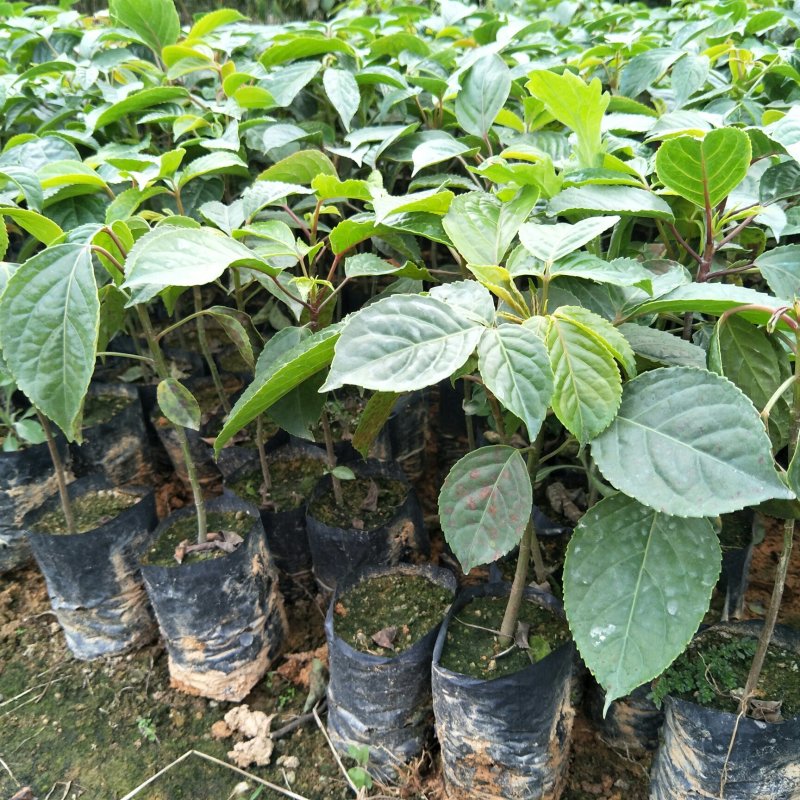 秋枫种苗基地直供绿化苗木量大从优支持一件代发