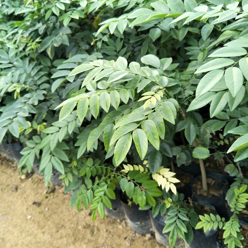 黄花梨树种苗基地直供海南黄花梨苗量大从优