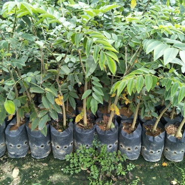黄花梨树种苗基地直供海南黄花梨苗量大从优