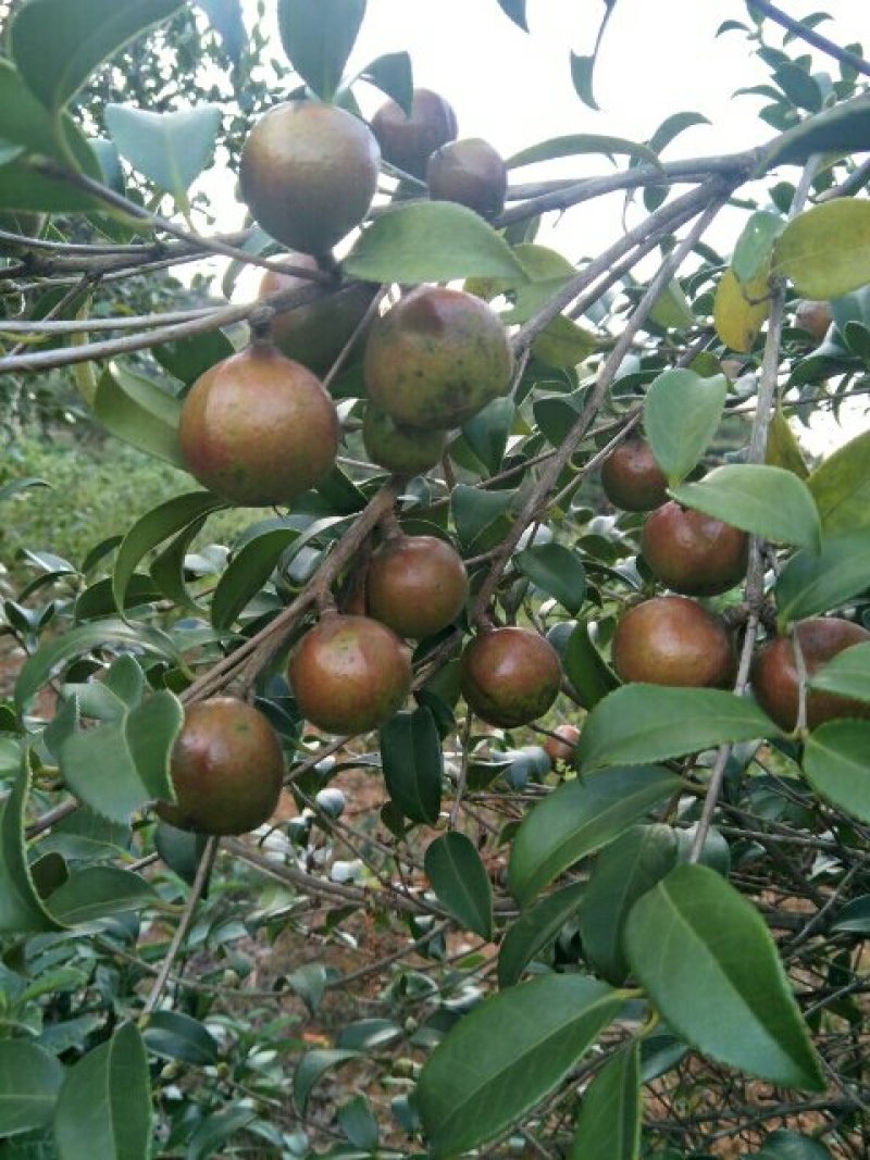 黄山市徽州区植物油厂。黄山市徽州区油茶合作社。货真价实，