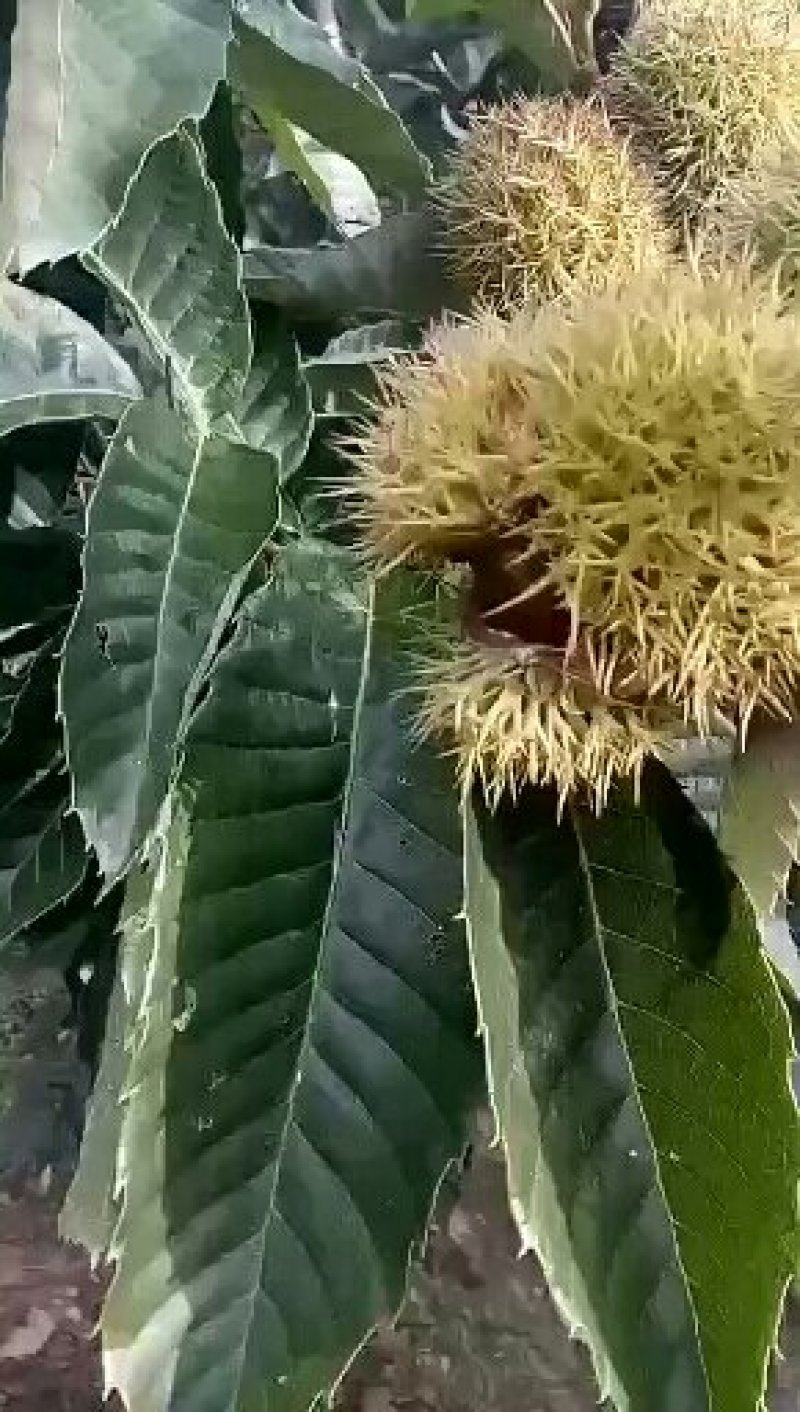 板栗苗