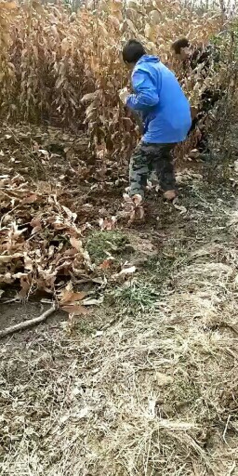 板栗苗
