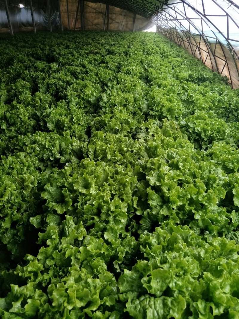 散叶生菜8两~9两