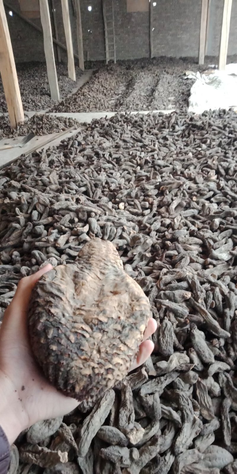 药用肉苁蓉