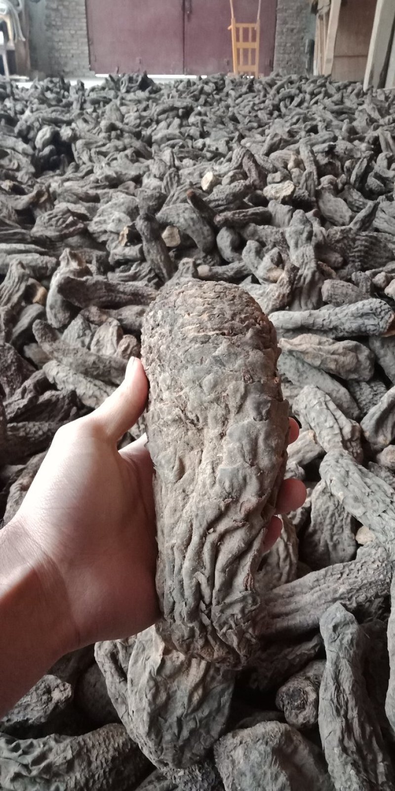 药用肉苁蓉