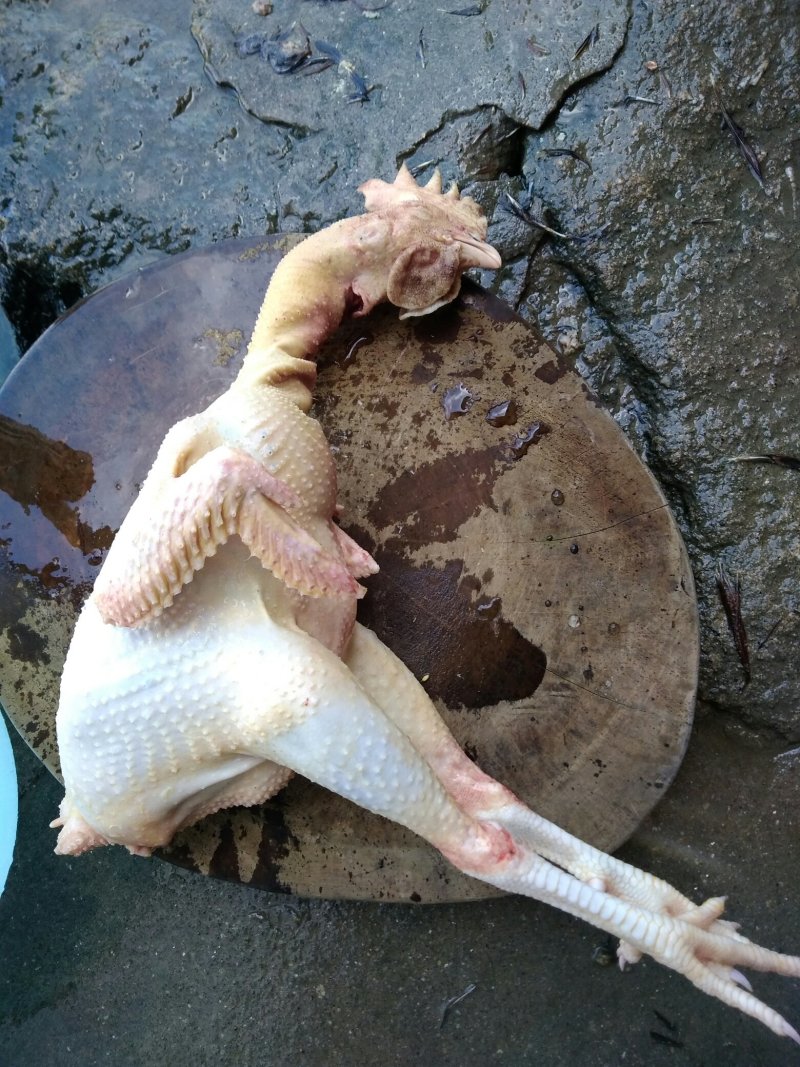 土鸡
