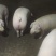 育肥猪供应
