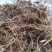 白花牛奶根野生白花牛奶根鲜货