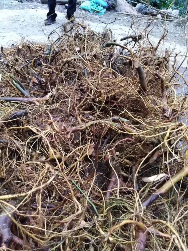 白花牛奶根野生白花牛奶根鲜货