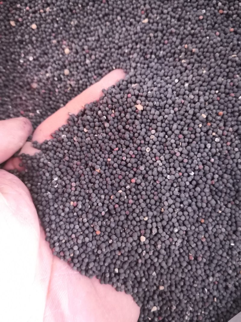 王不留行河南1公斤起批无硫无添加不包邮正品