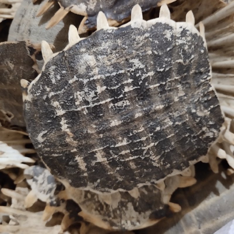 鳖甲生鳖甲关书药材干度货无虫蛀批发各种规格中药材