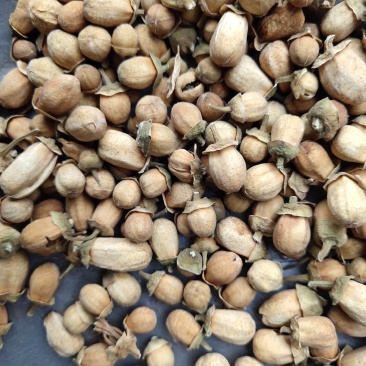玳玳花花又名柚子花新货批发各种规格中药材