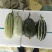 博洋蜜瓜，3月初上市精品博洋9号皮薄脆甜