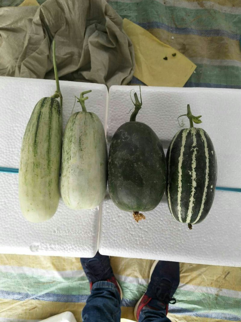 博洋蜜瓜，3月初上市精品博洋9号皮薄脆甜
