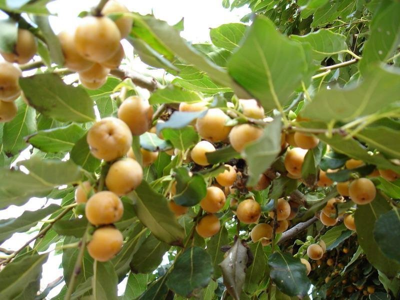 黑枣，君迁子，牛奶枣，野柿子，丁香枣，圆脑子。
