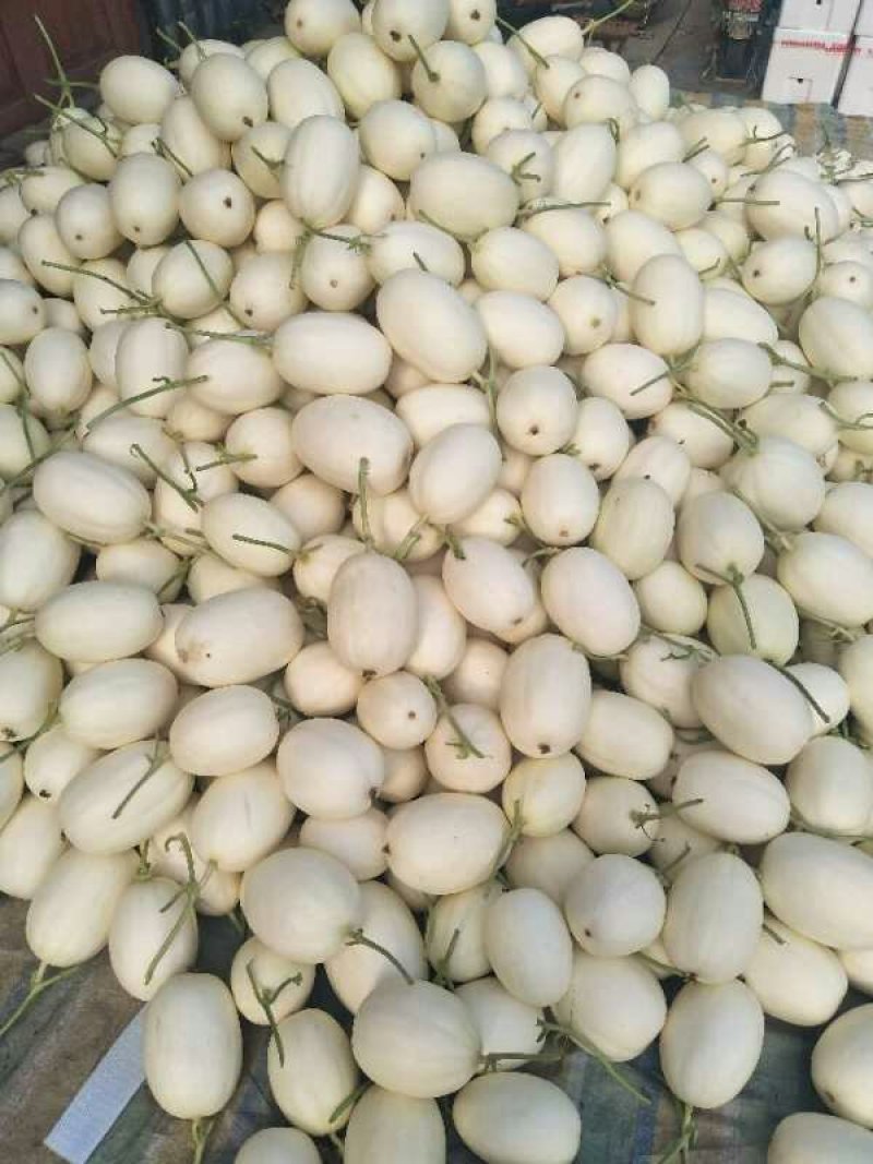 东方蜜1号，东方蜜一号甜瓜预售3月上旬上市