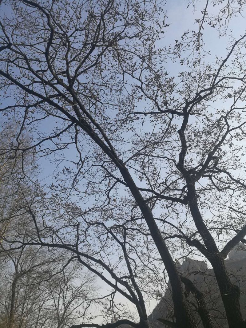 野柿子
