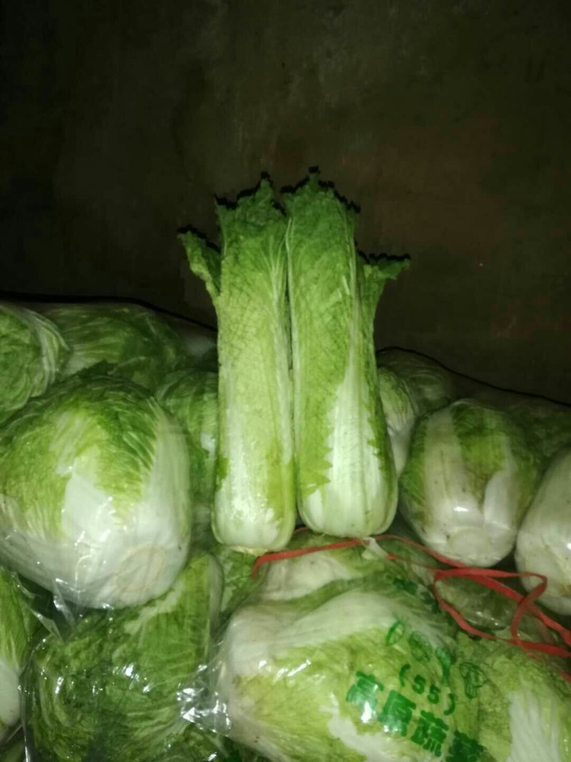 秦白二号白菜