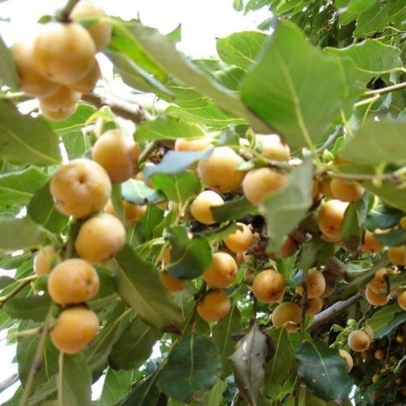 丁香枣