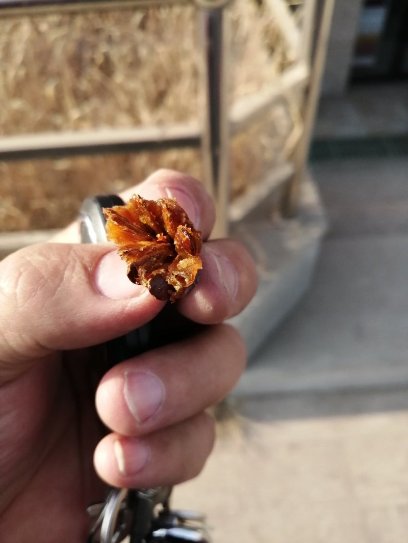 丁香枣