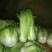 麻叶二青白菜