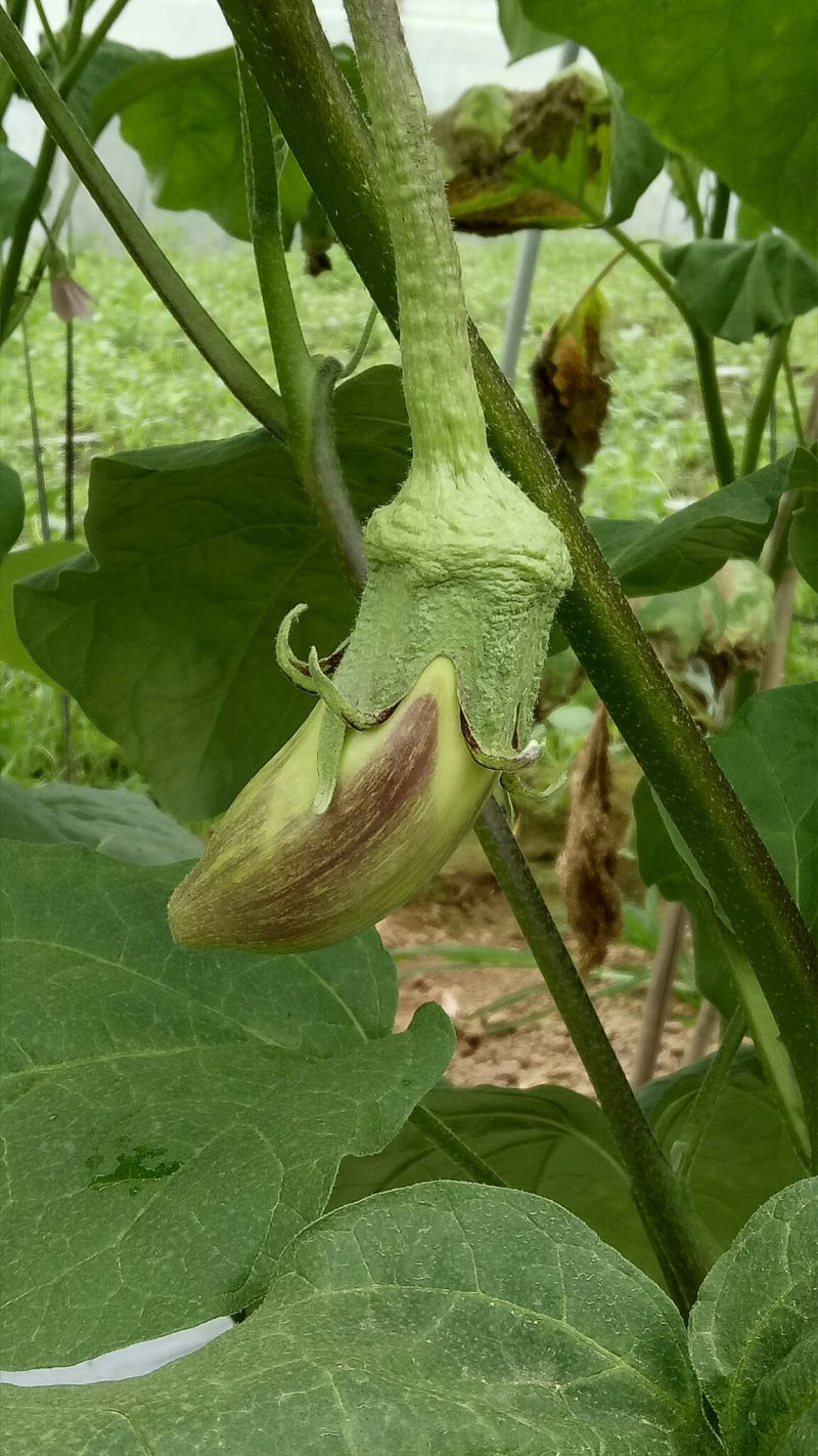 基地种植正宗傣乡冰川茄子