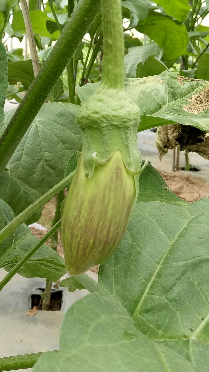 基地种植正宗傣乡冰川茄子